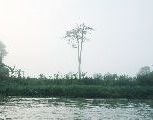 Foto: Cilts sievietes un saldūdens delfīnu meklējumi Borneo